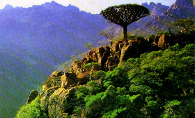 صورة أندر شجرة بالعالم في اليمن.