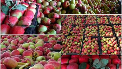 صورة بدء موسم التفاح يبدأ في محافظه صعده اليمنية