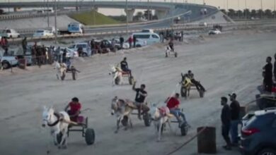 صورة سباق للحمير في البحرين.. اهتمام واسع وحضور دولي (فيديو)