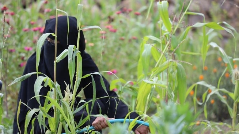 صورة المرأة في إب .. وأقحامها بأعمال زراعية شاقة