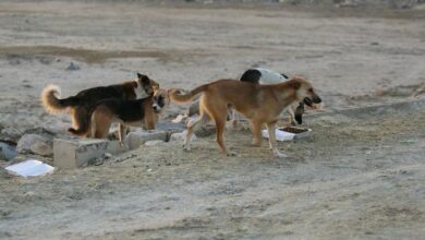 صورة داء الكلب يتفشى في محافظة إب