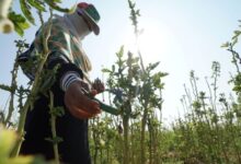 صورة الدور الحيوي للمزارعات في مواجهة تغير المناخ في اليمن
